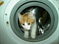 kot w pralce
